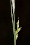 Radford's sedge